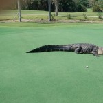 alligator-floride